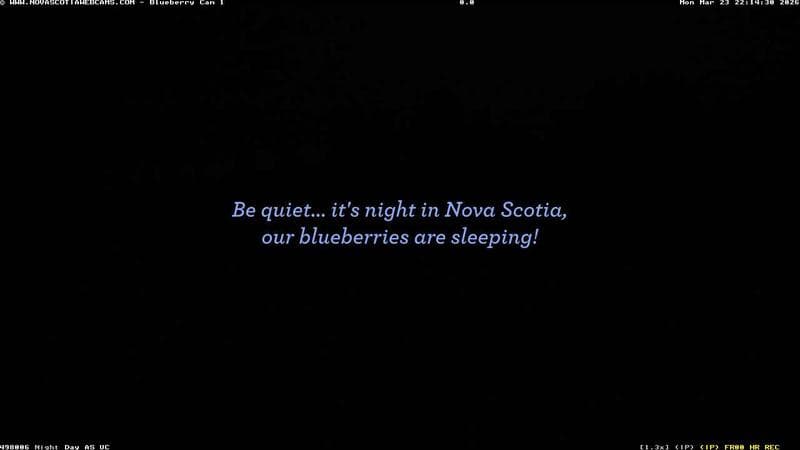 Wild Blueberry Cam 1