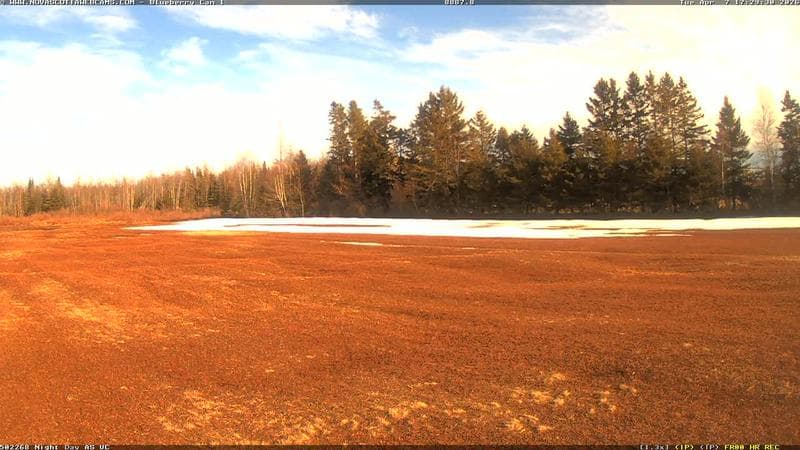 Wild Blueberry Cam 1