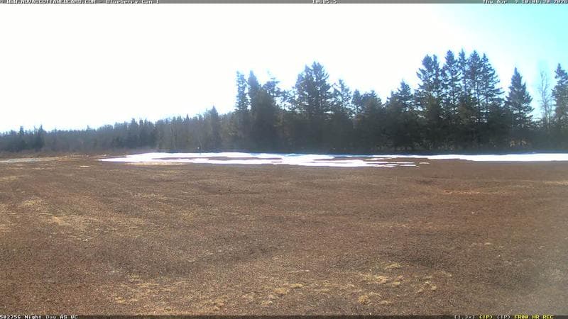 Wild Blueberry Cam 1