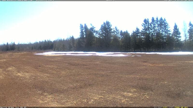 Wild Blueberry Cam 1