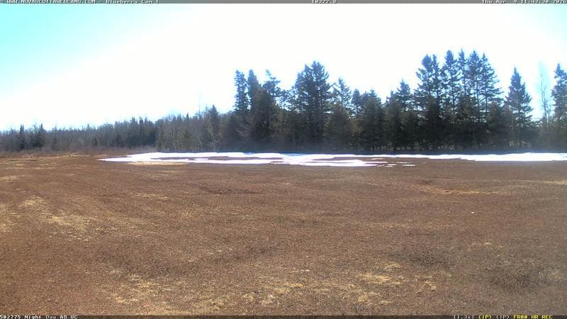 Wild Blueberry Cam 1