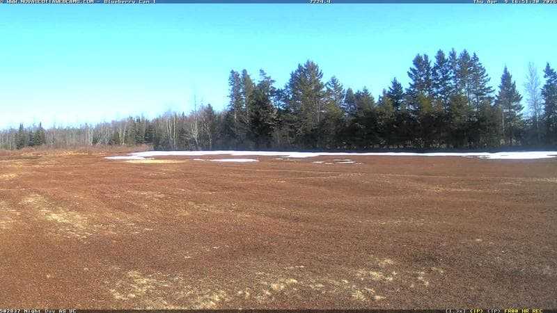 Wild Blueberry Cam 1