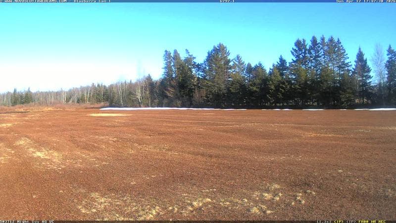 Wild Blueberry Cam 1