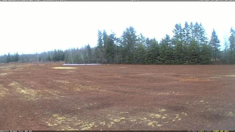 Wild Blueberry Cam 1