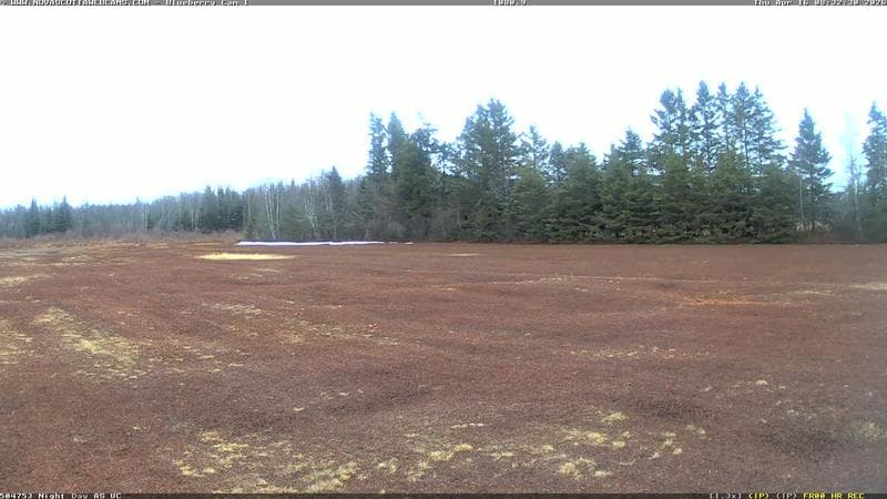 Wild Blueberry Cam 1