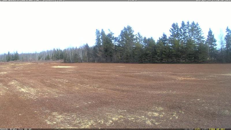 Wild Blueberry Cam 1