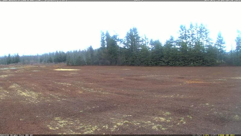 Wild Blueberry Cam 1