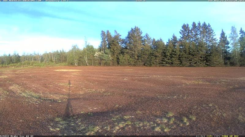 Wild Blueberry Cam 1