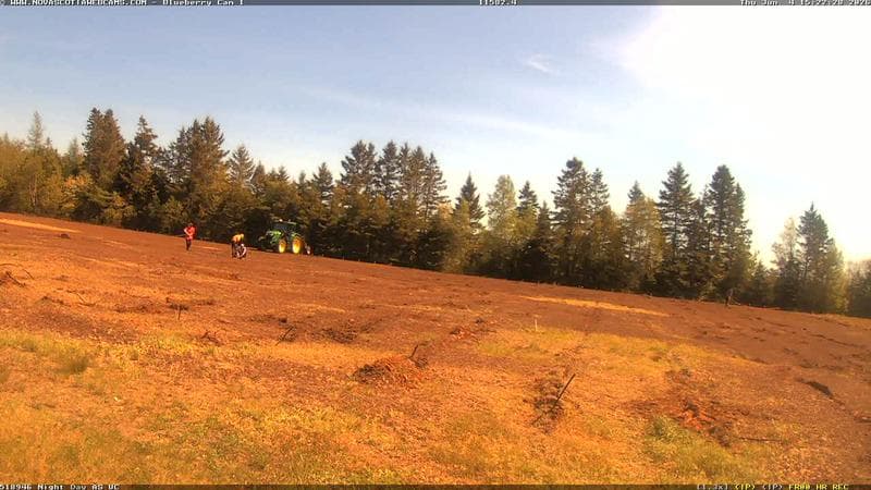 Wild Blueberry Cam 1
