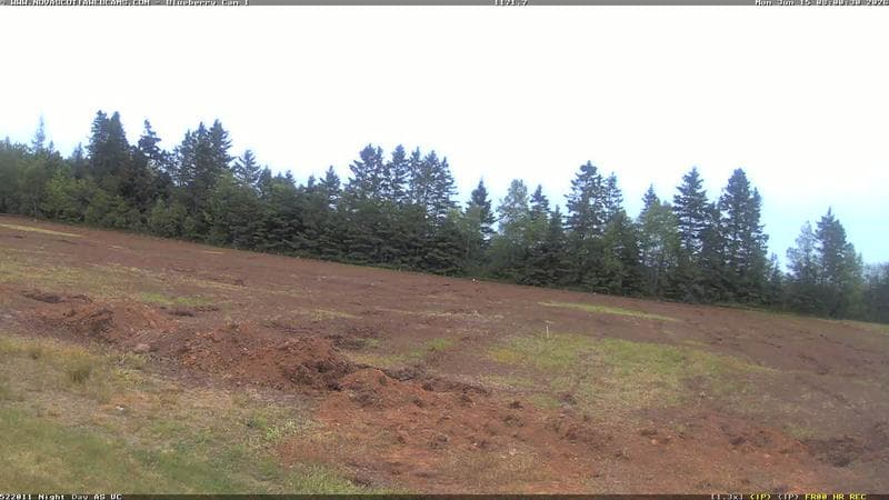 Wild Blueberry Cam 1