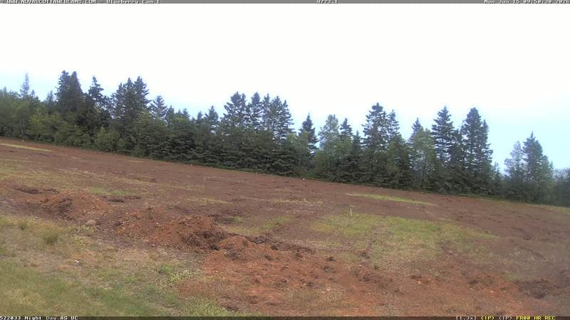 Wild Blueberry Cam 1