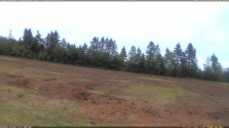 Wild Blueberry Cam 1