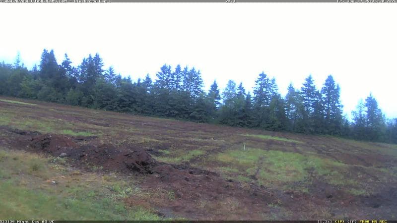 Wild Blueberry Cam 1
