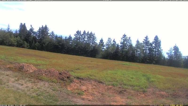 Wild Blueberry Cam 1