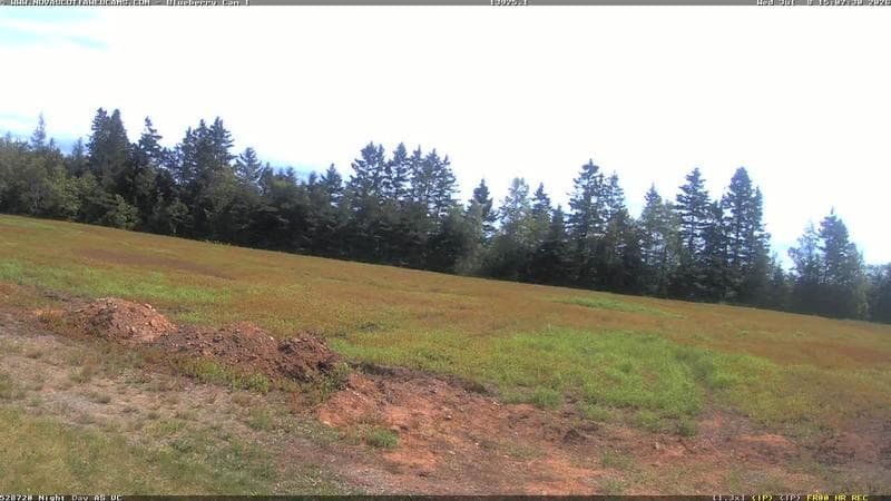 Wild Blueberry Cam 1