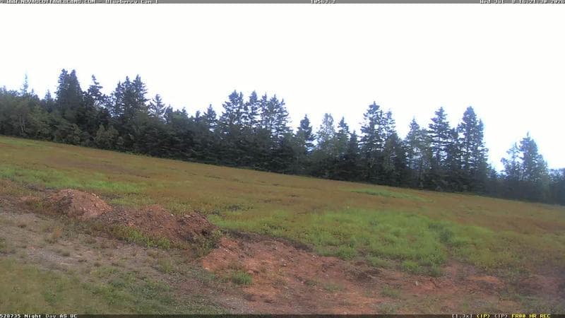 Wild Blueberry Cam 1