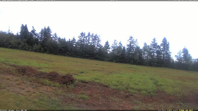 Wild Blueberry Cam 1
