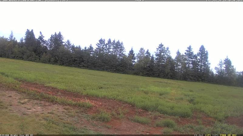 Wild Blueberry Cam 1