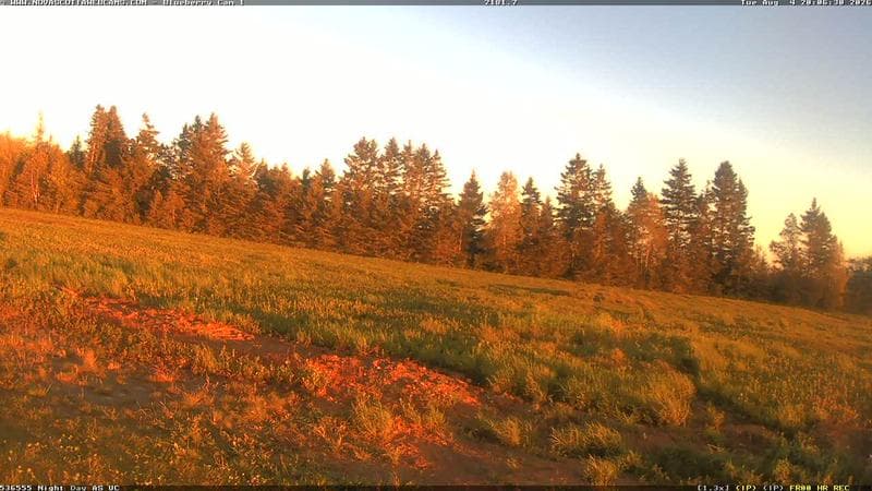 Wild Blueberry Cam 1