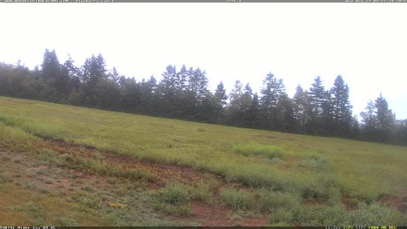 Wild Blueberry Cam 1