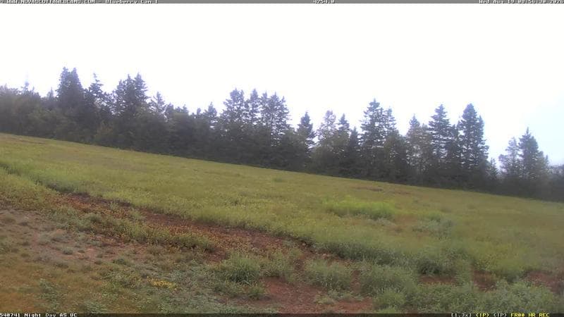 Wild Blueberry Cam 1
