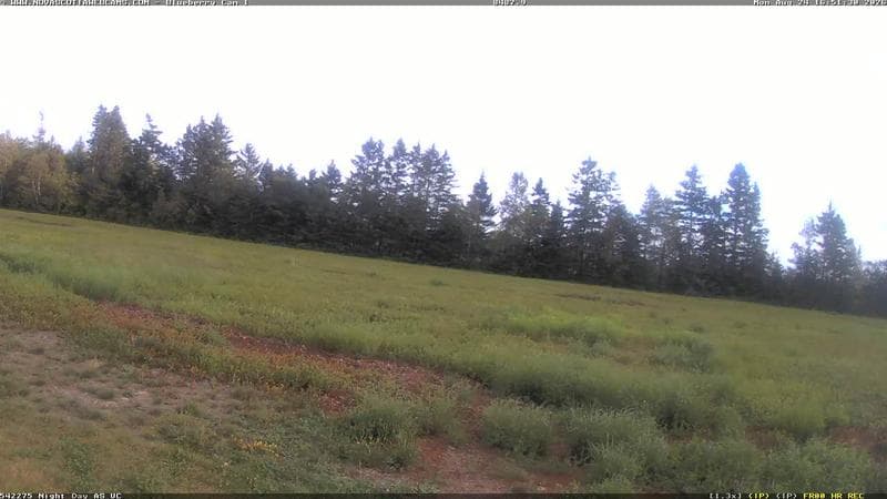 Wild Blueberry Cam 1