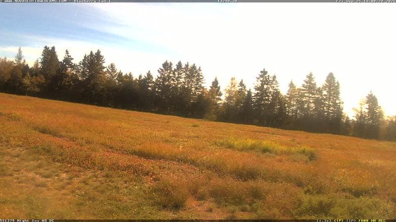 Wild Blueberry Cam 1
