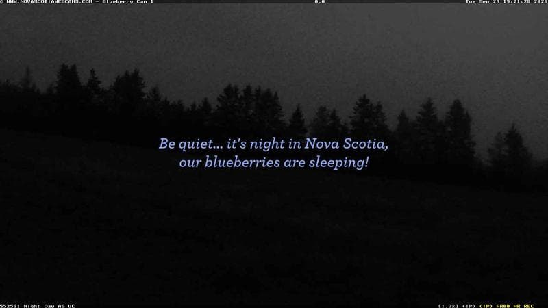 Wild Blueberry Cam 1