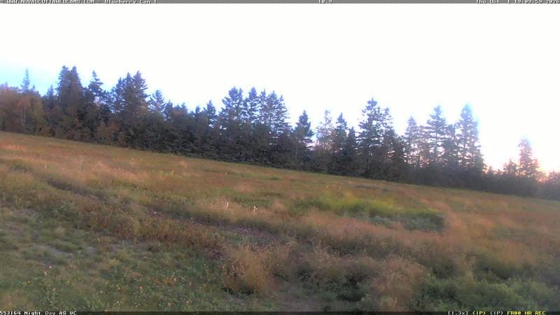 Wild Blueberry Cam 1