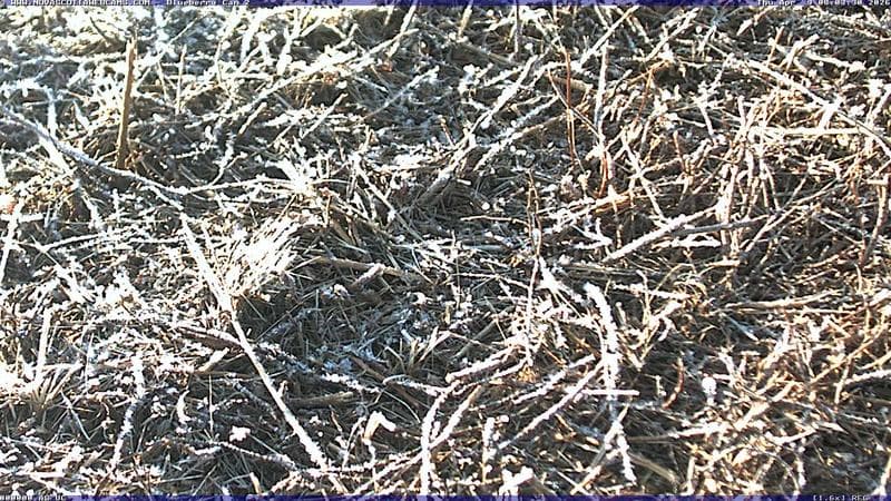 Wild Blueberry Cam 2