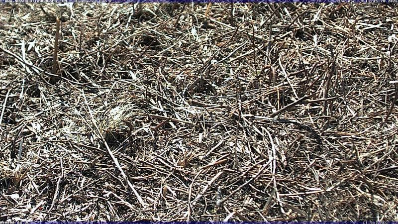 Wild Blueberry Cam 2