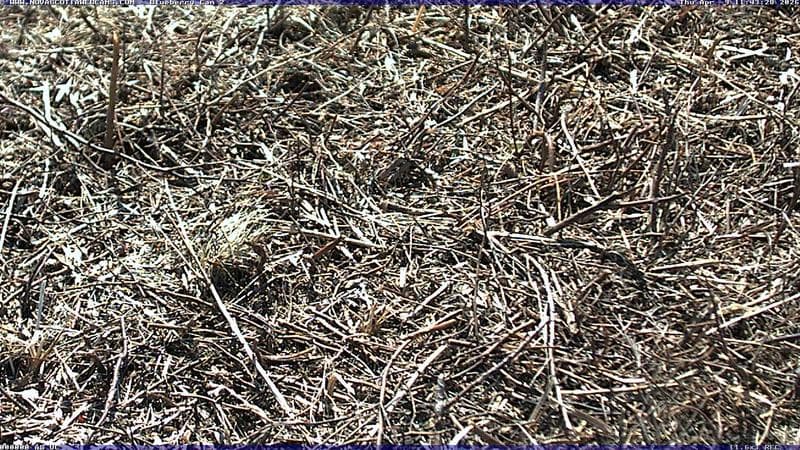 Wild Blueberry Cam 2