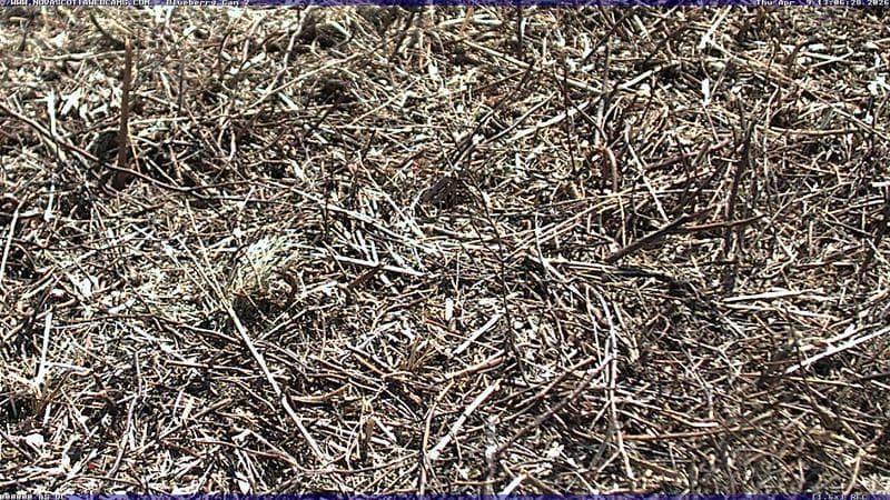 Wild Blueberry Cam 2