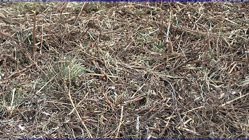 Wild Blueberry Cam 2