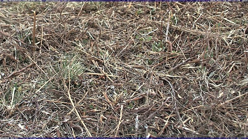 Wild Blueberry Cam 2