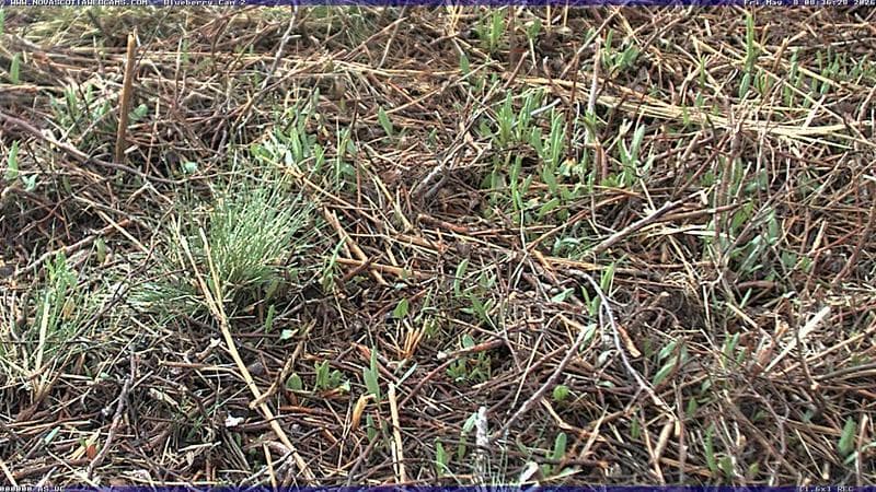 Wild Blueberry Cam 2