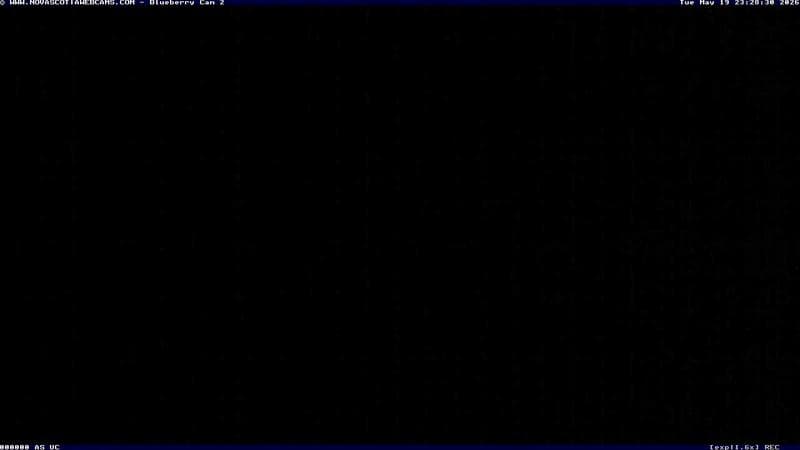 Wild Blueberry Cam 2