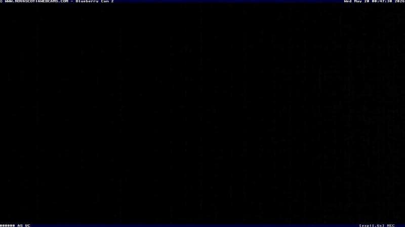 Wild Blueberry Cam 2