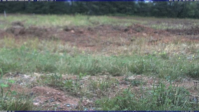 Wild Blueberry Cam 2