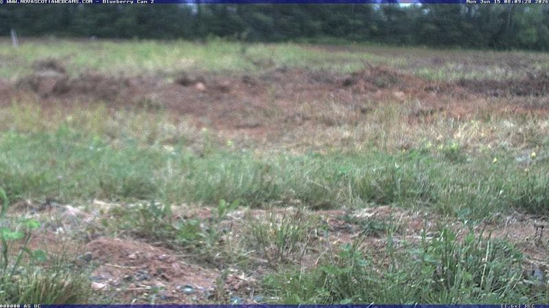 Wild Blueberry Cam 2
