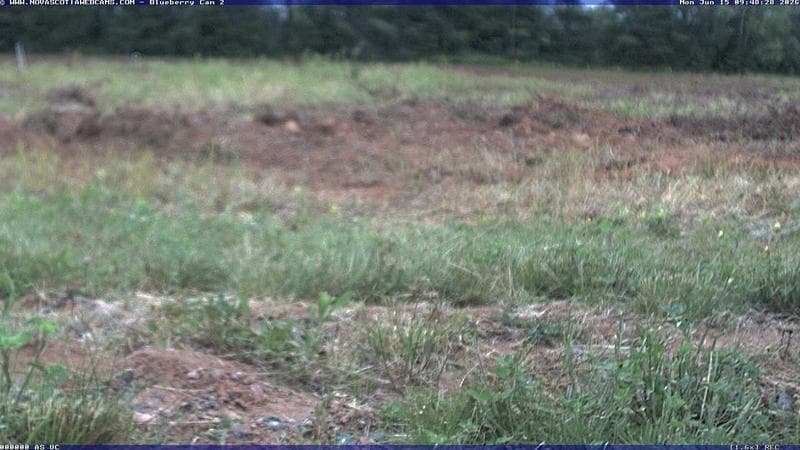 Wild Blueberry Cam 2
