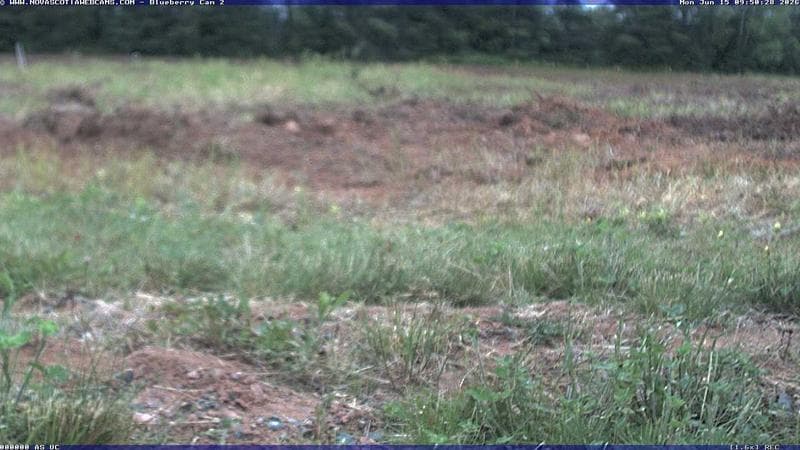 Wild Blueberry Cam 2