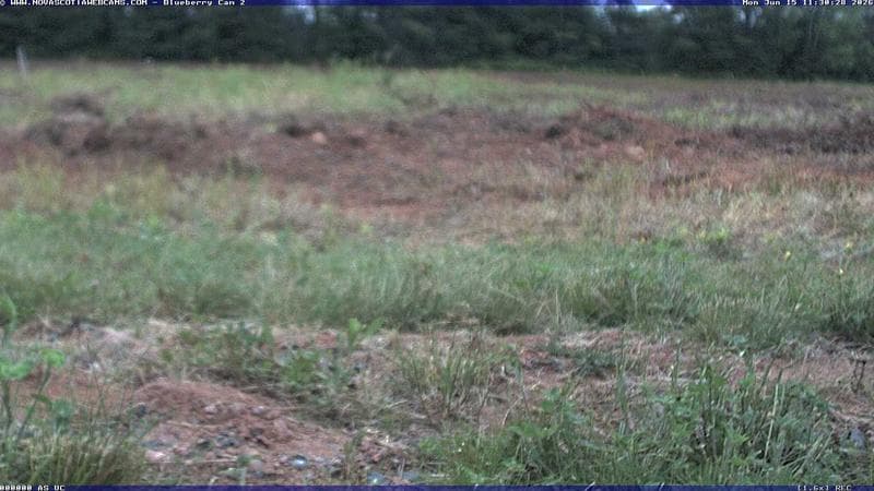 Wild Blueberry Cam 2