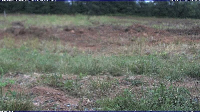 Wild Blueberry Cam 2