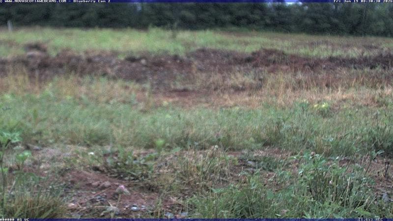 Wild Blueberry Cam 2