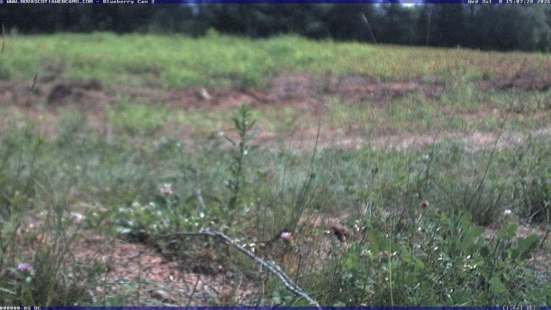Wild Blueberry Cam 2