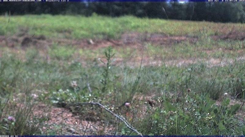Wild Blueberry Cam 2