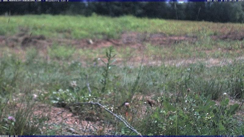 Wild Blueberry Cam 2