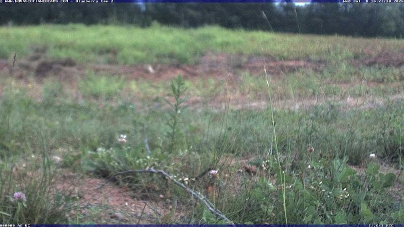 Wild Blueberry Cam 2