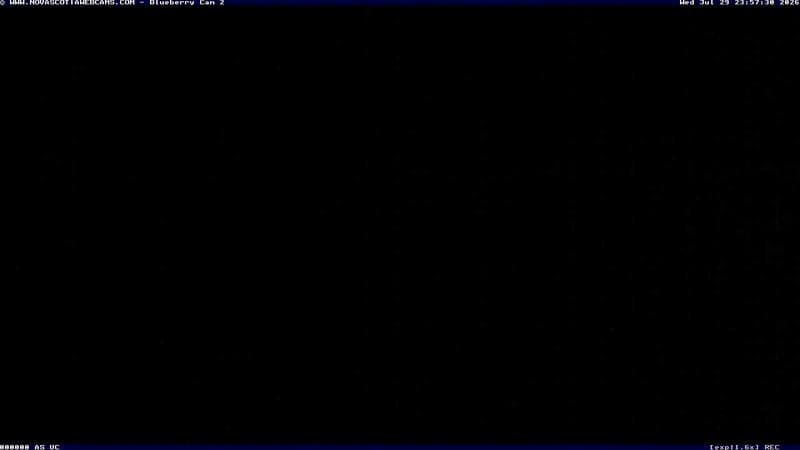 Wild Blueberry Cam 2